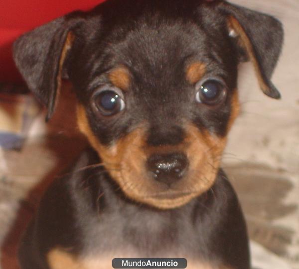 CACHORRITOS MINI PINCHER   EN   ZARAGOZA