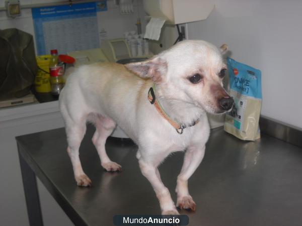 Copito x chihuahua en adopcion