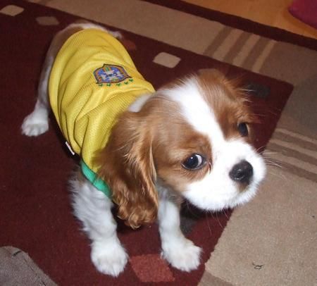 Gorgeous Tiny Cavalier King Charles Spaniel Cachorros de Sal ...