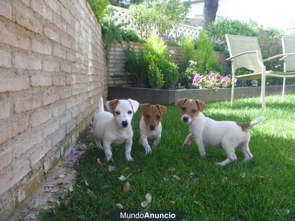 JACK RUSSELL DE PATA CORTA Y PELO CORTO