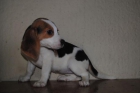 VENTA ESPECIAL JULIO, BEAGLE 190€ - mejor precio | unprecio.es