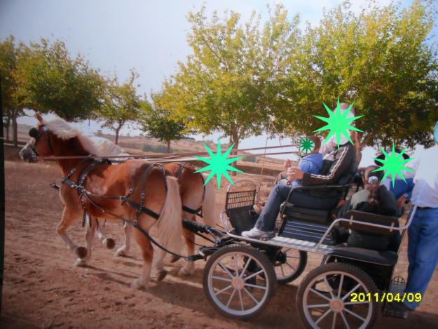 YEGUAS DE RAZA HAFLINGER MANSAS Y GUAPAS    60052 52 92