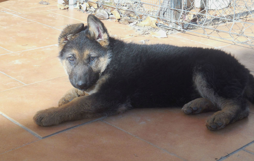 Cachorros Pastor Alemán