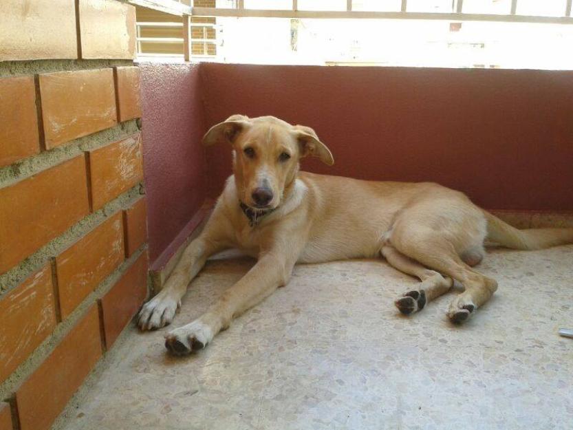 Pope en adopción