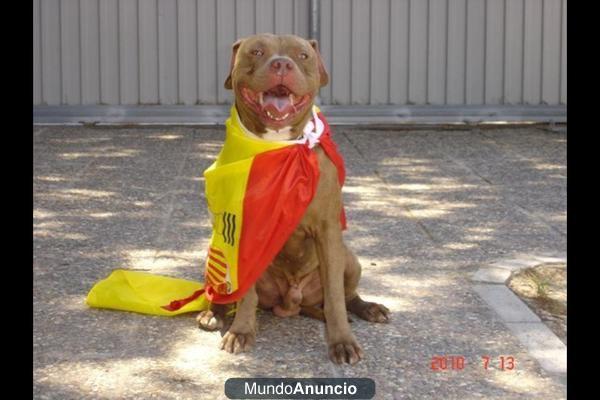 Busco novia para montas gratis soy un American Pit Bull Terrier