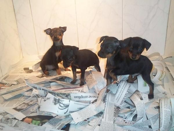 CACHORRITOS DE PINCHER MINI, PRECIOSOS  480 EUROS