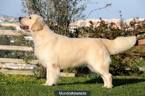 Cachorro Golden Retriever