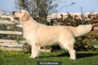 Cachorro Golden Retriever - mejor precio | unprecio.es