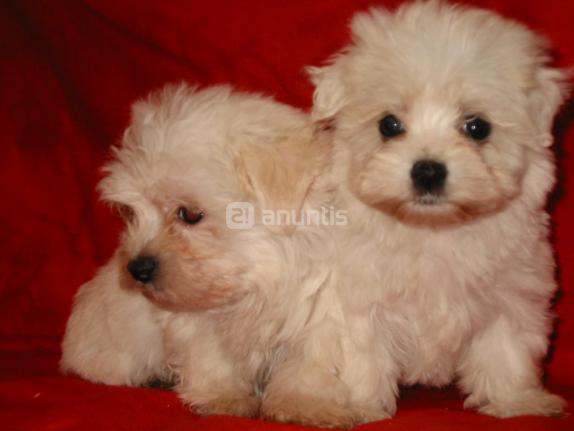 CACHORROS DE BICHON MALTES