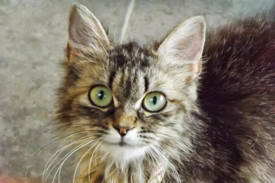 Kaskabela, gata bosque de noruega casera, cariñosa. Urge adopción