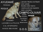 LABRADOR MESTIZO PERDIDO - mejor precio | unprecio.es