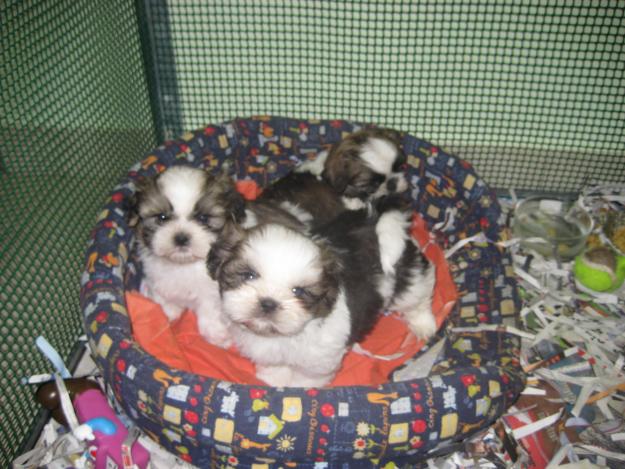 preciosos SHIH TZU