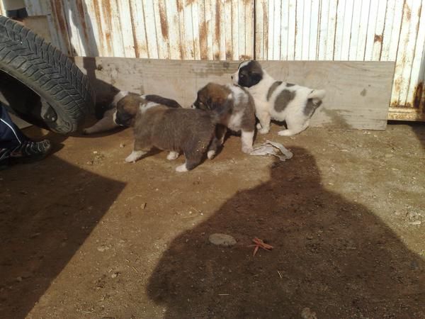 Vendo cachorras de Pastor del Cáucaso