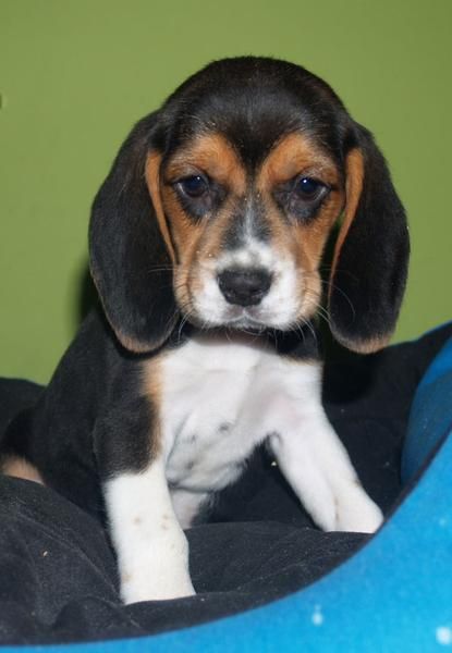 Vendo cachorros de Beagle, eonomicos