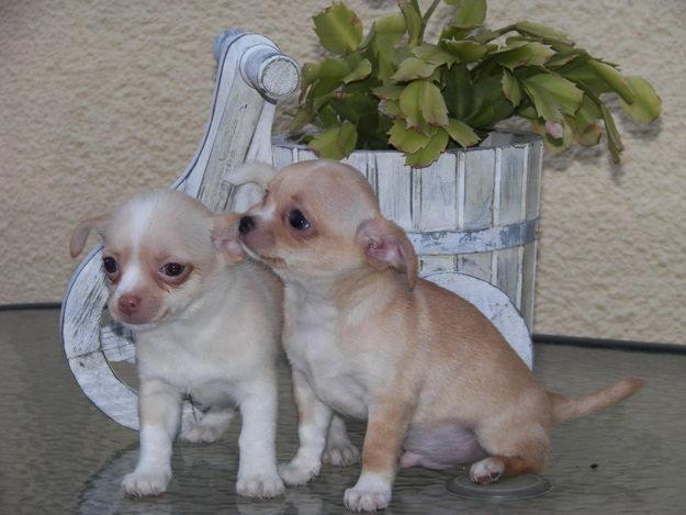 vendo chihuahuas minis superminis y microminis