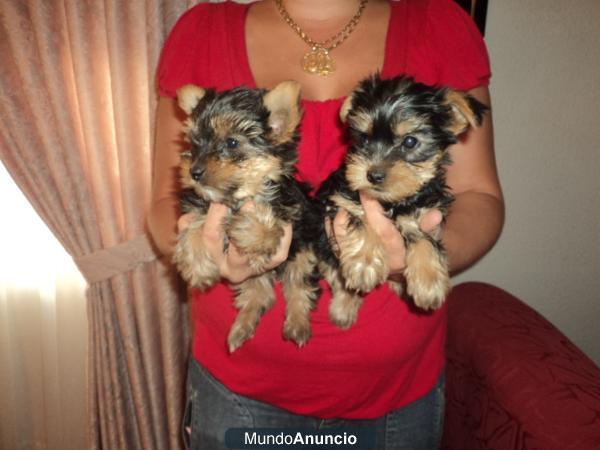 yorkshire terrier