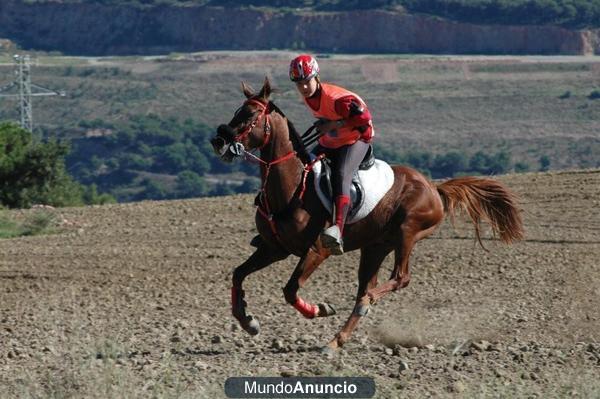 VENDO CABALLO Prà ESPECIAL PARA RAID