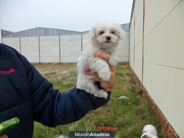 Camadita excelente de bichón maltés