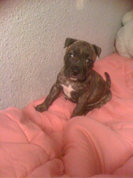 American Staffordshire Terrier