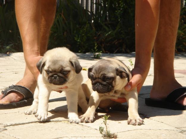 CACHORROS CARLINO