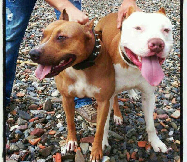 Cachorros de American Pitbull Terrier