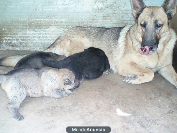 cachorros pastor aleman linea de trabajo