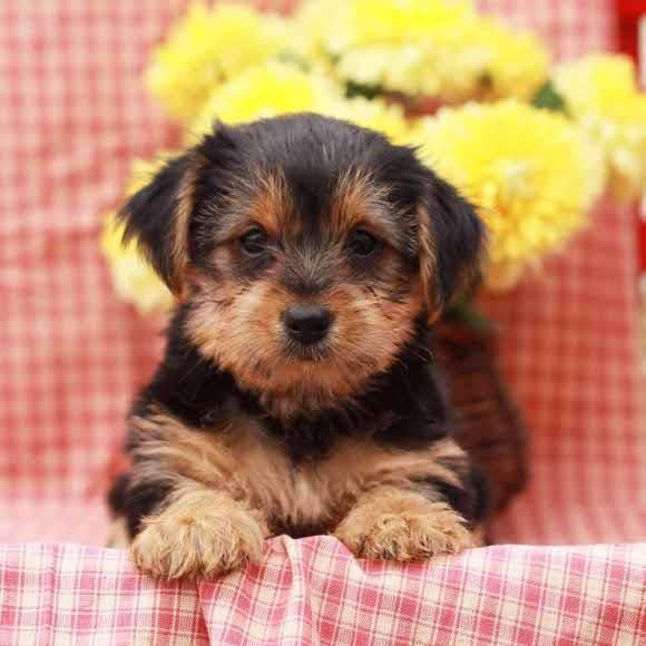 Enérgico yorkie cachorro