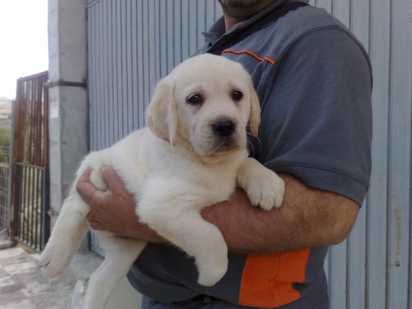 Excelente Labrador Retriever camada 200  .