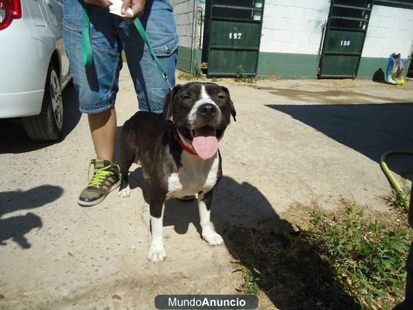 JADE, PITBULL, LA SACRIFICAN EN LA PERRERA DE BADAJOZ