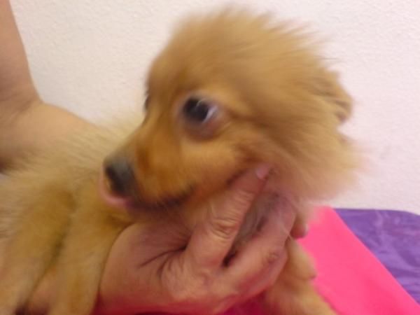 Pomerania pequeños zorritos, perros, cachorros, criadero, venta.   Preciosa camada, se entrega a partir de los 2 meses.