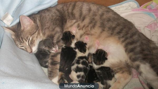 Se regalan gatitos en La Nucía y a su mami