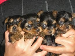 Se venden cachorros de yorkshire