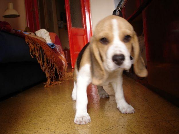 Beagle, cachorro con pedigree, barcelona, gran oportunidad!!! (Barcelona centro)