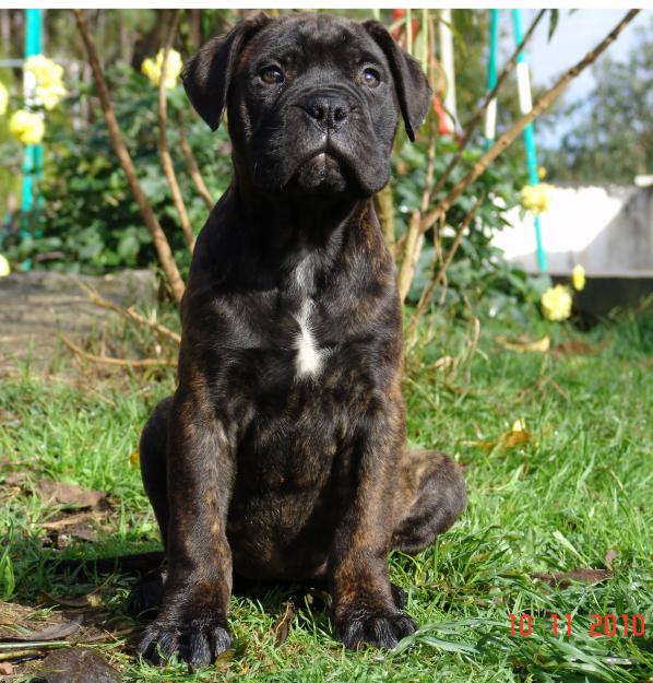 Bullmastiff, excelente cachorra.