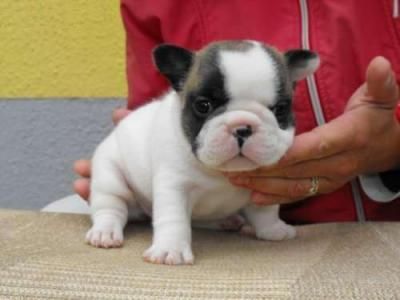 Cachorro bulldog francés de un nuevo hogar