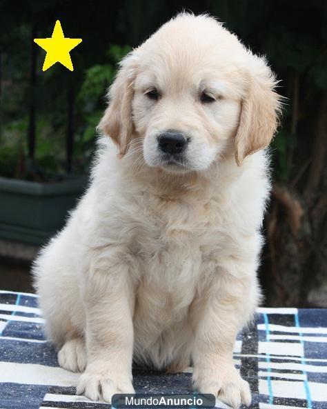 Cachorro Golden Retriever Disponible