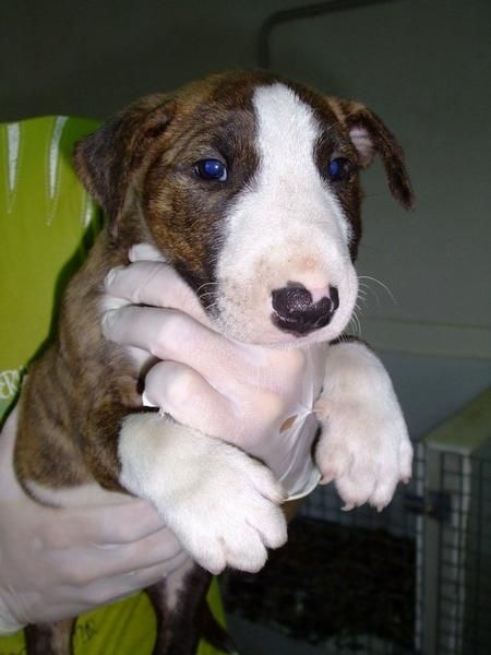 Cachorros de Bull terrier en Murcia