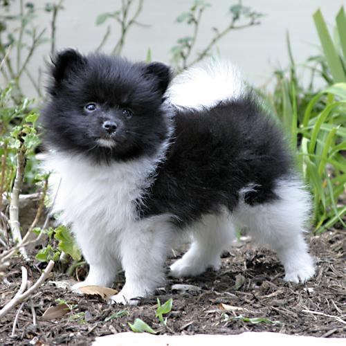 Registrado Cachorro Pomerania (NALA-muy saludable)