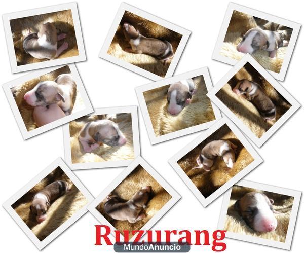 RUZURANG WHIPPET