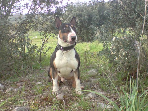 se ofrece excelente ejemplar de bull terrier para monta