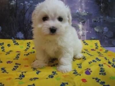 Tienen Bichon maltes  2 meses de edad, vacunados, desparasitados