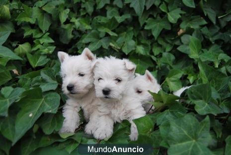 Westy cachorritos alegres y juguetones