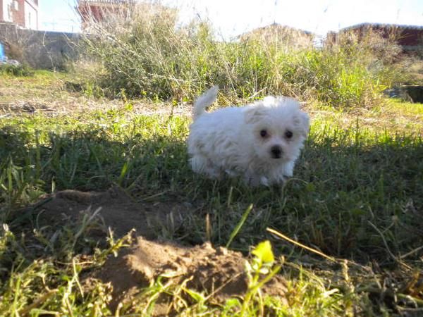 bichon maltes muy blanquitos