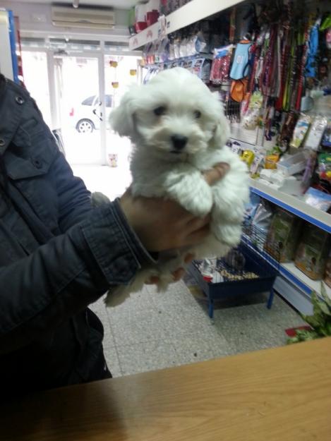 Cachorrito bichon maltes toy