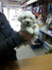 Cachorrito bichon maltes toy - mejor precio | unprecio.es