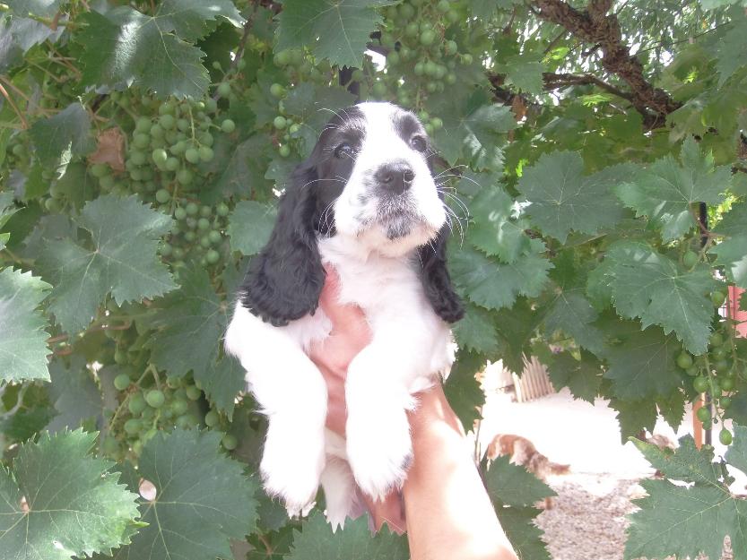 cachorros cocker spaniel ingles