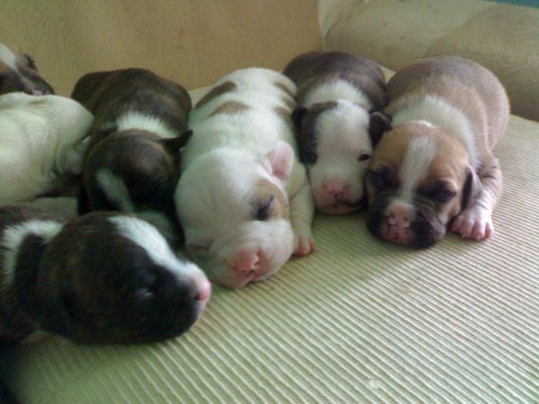 camada de american staffordshire terrier