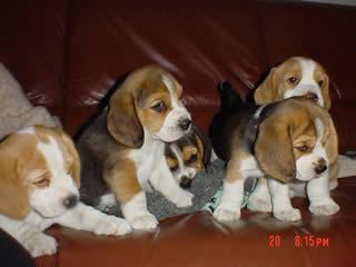 camada de BEAGLE con PEDIGREE 350