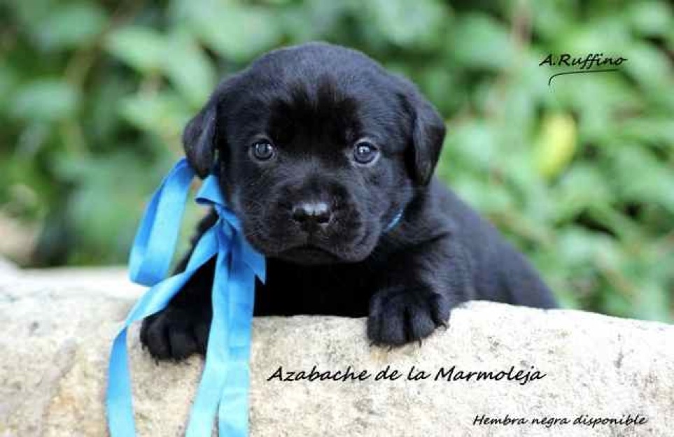 Labrador Retriever , color negro , calidad expo loe y padres a la vista