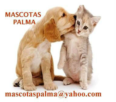 mascotas palma cachorros online